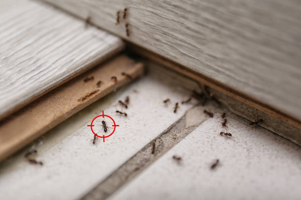 Trusted Kettering, MD Pest Control Experts
