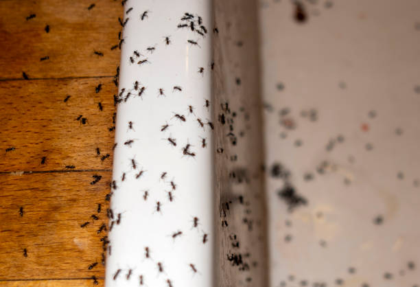 Best Affordable Pest Control Services  in Kettering, MD