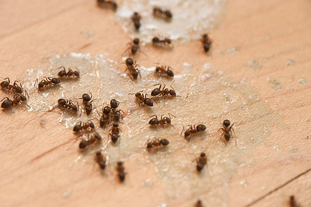 Best Flea Control Services  in Kettering, MD