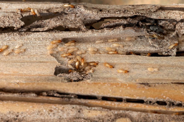 Best Wasp Removal Services  in Kettering, MD