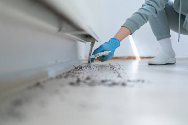 Best Rat Extermination Near Me  in Kettering, MD